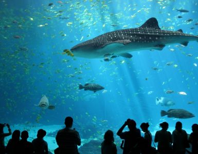 sea-life%e6%9b%bc%e8%b0%b7%e6%b5%b7%e6%b4%8b%e4%b8%96%e7%95%8c