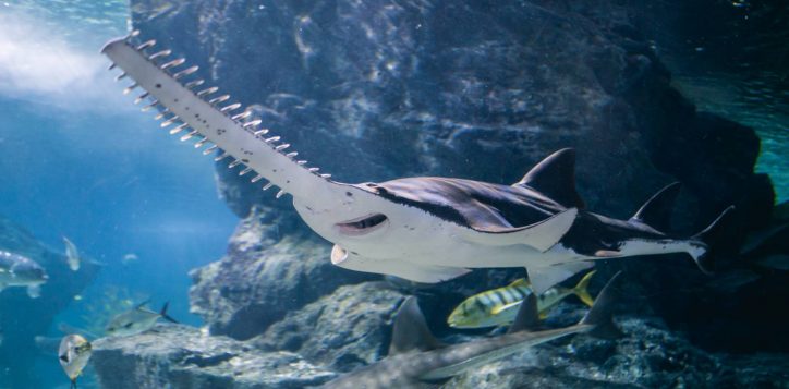 sawfish-2